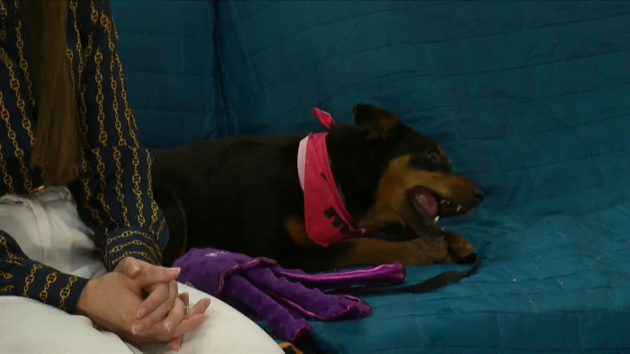 Pet Tuesday: Adopt Teensie! An Energetic Pup Looking For A Family This Christmas